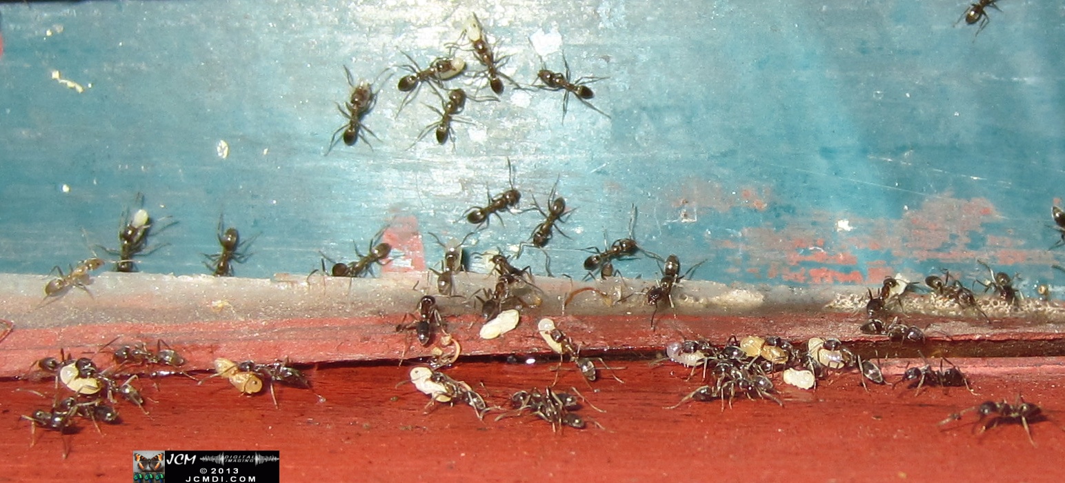 Save the Larvae! Argentine Ants abondoning flooded nest